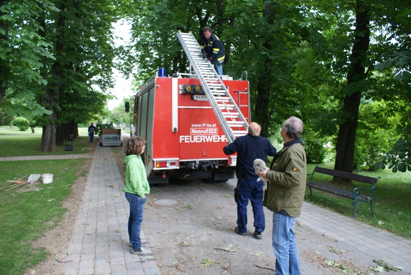 waldkauz18052010_2.jpg